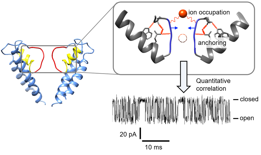 Schematic representation of the regulation of gating in the selectivity filter.