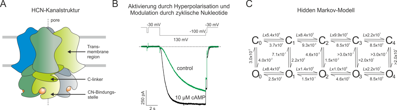 Die Aktivierung von HCN-Kanälen wird durch die direkte Bindung zyklischer Nukleotide moduliert.