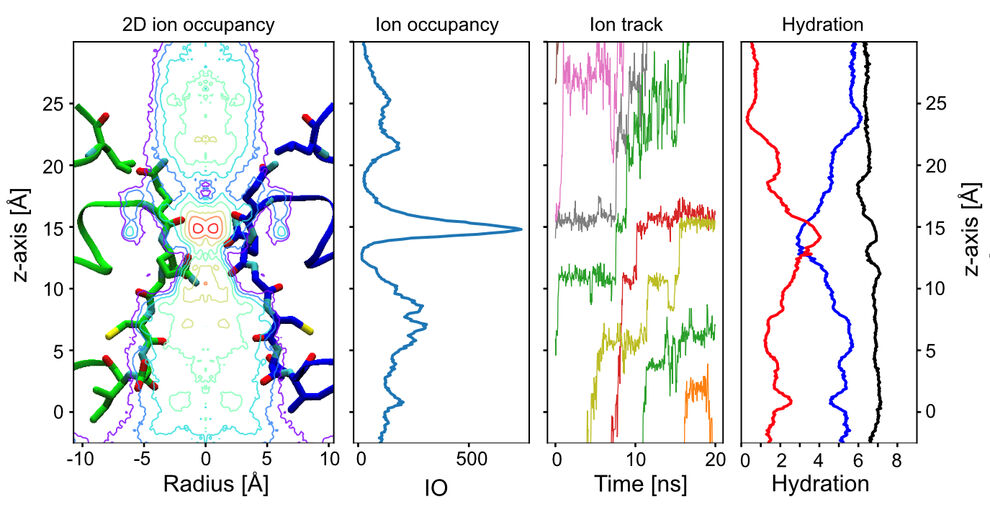 Potassium ion permeation from computational electrophysiology on the AMPA-receptor GluA2. Plots of ion occupancy show one major binding site in the narrowest constriction of the selectivity filter. The tracks of individual ions show this site is almost continuously occupied during the simulation. The K+ ions are not dehydrated as they pass the filter. 