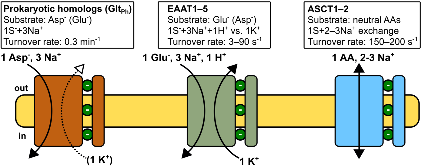 Schematic overview of the SLC1 family.