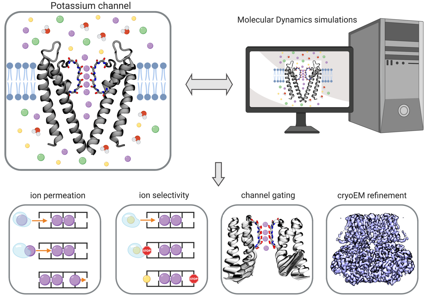 An overview of proposed research on potassium channels.