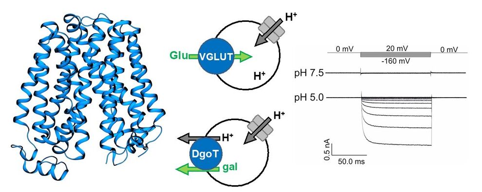 Integration of multiscale molecular simulations and experimental functional data to understand the molecular basis of transport in vesicular glutamate transporters (VGLUT) and their bacterial homolog (DgoT).