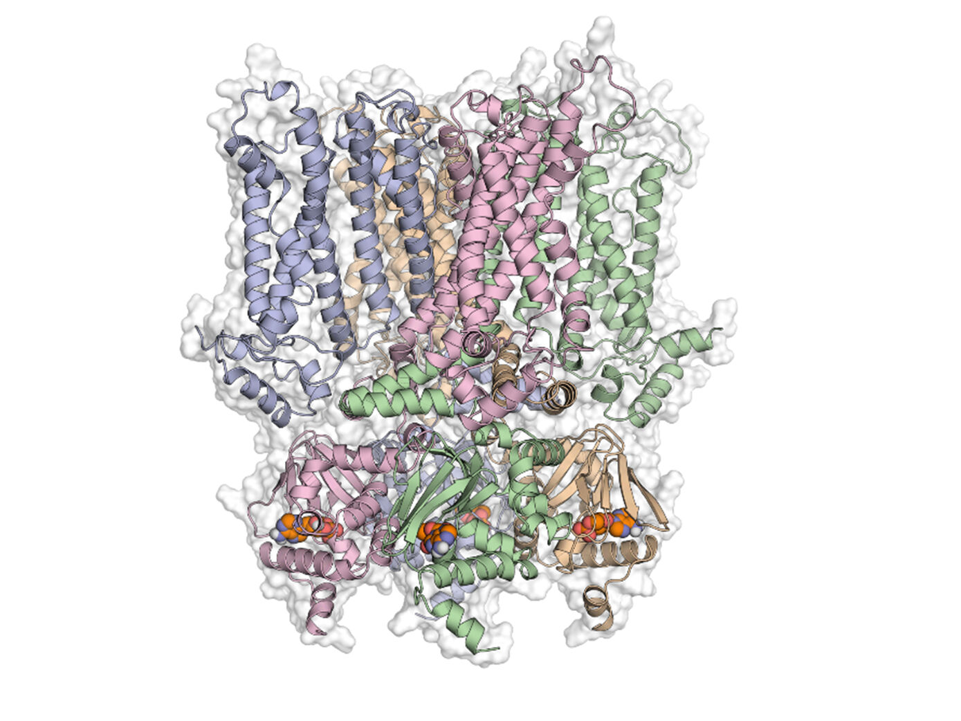 Struktur eines hyperpolarisations-aktivierten und durch cyklische Nukleotide-modulierten (HCN) Kationenkanals, der durch Veränderung des Membranpotentials und der Ligandenbindung aktiviert wird. Die Struktur dient als Ausgangspunkt für umfangreiche molekulardynamische Simulationen auf atomarer Ebene.