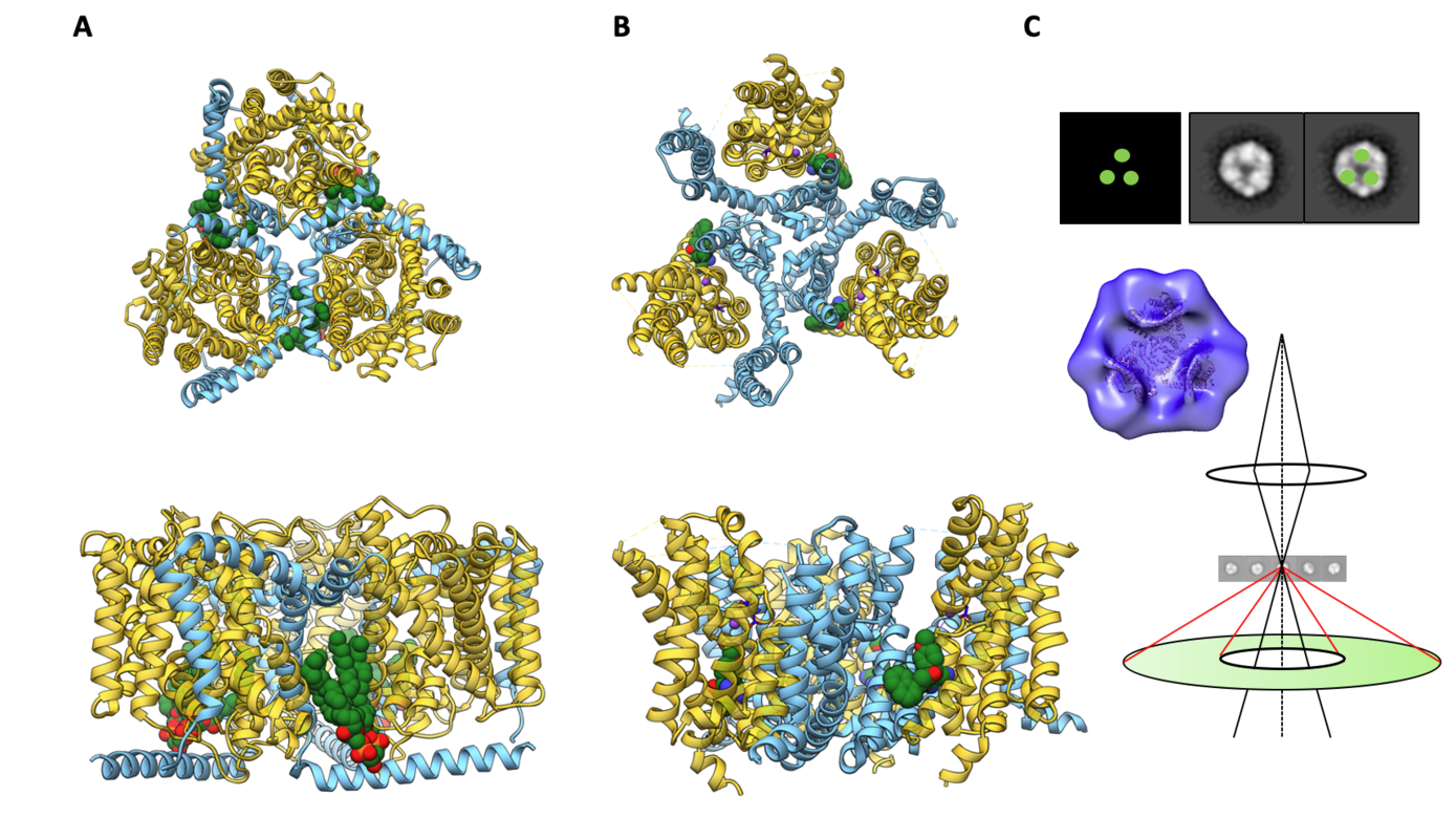 A structure-function comparison of the two trimeric transporters BetP (A) and EAAT1 (B) will provide new information on the role of lipids in activation and modulation in secondary transport. (A) Cryo-EM structure of BetP, a bacterial structural homolog of the SLC6 family, in complex with lipids and K+ ions. (B) X-ray structure of a thermostabilized mutant of EAAT1 in complex with the inhibitor UCPH100 and sodium ions. (C) We will establish new tools in structural biology using cryo scanning transmission electron microscopy (cryo-STEM) to assign ions in cryo-EM maps. In combination with state-of-the-art cryo-EM we want to use these methods to investigate if there are common mechanistic pattern in trimeric EAAT1 and BetP, by which regulatory and/or modulating lipid interactions affect the cooperativity of Na+ and K+ coupling and K+ dependent regulation.