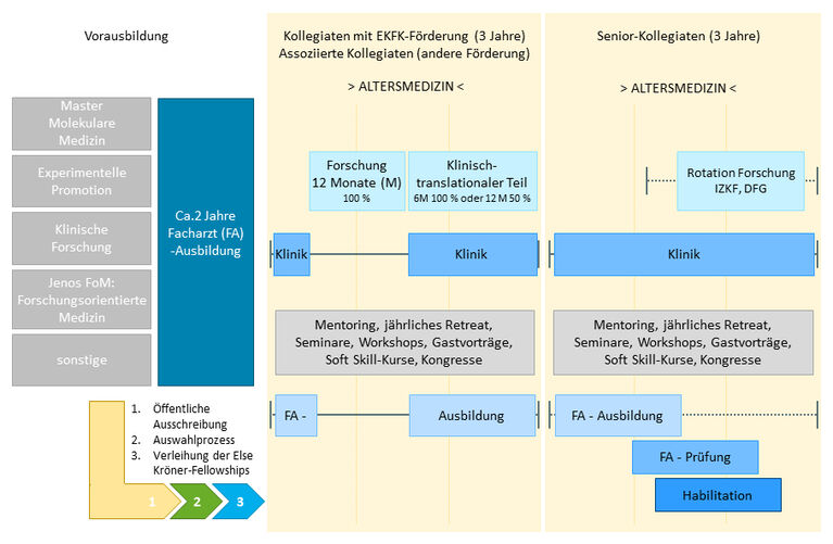 Zeitliche Gliederung des Forschungskollegs