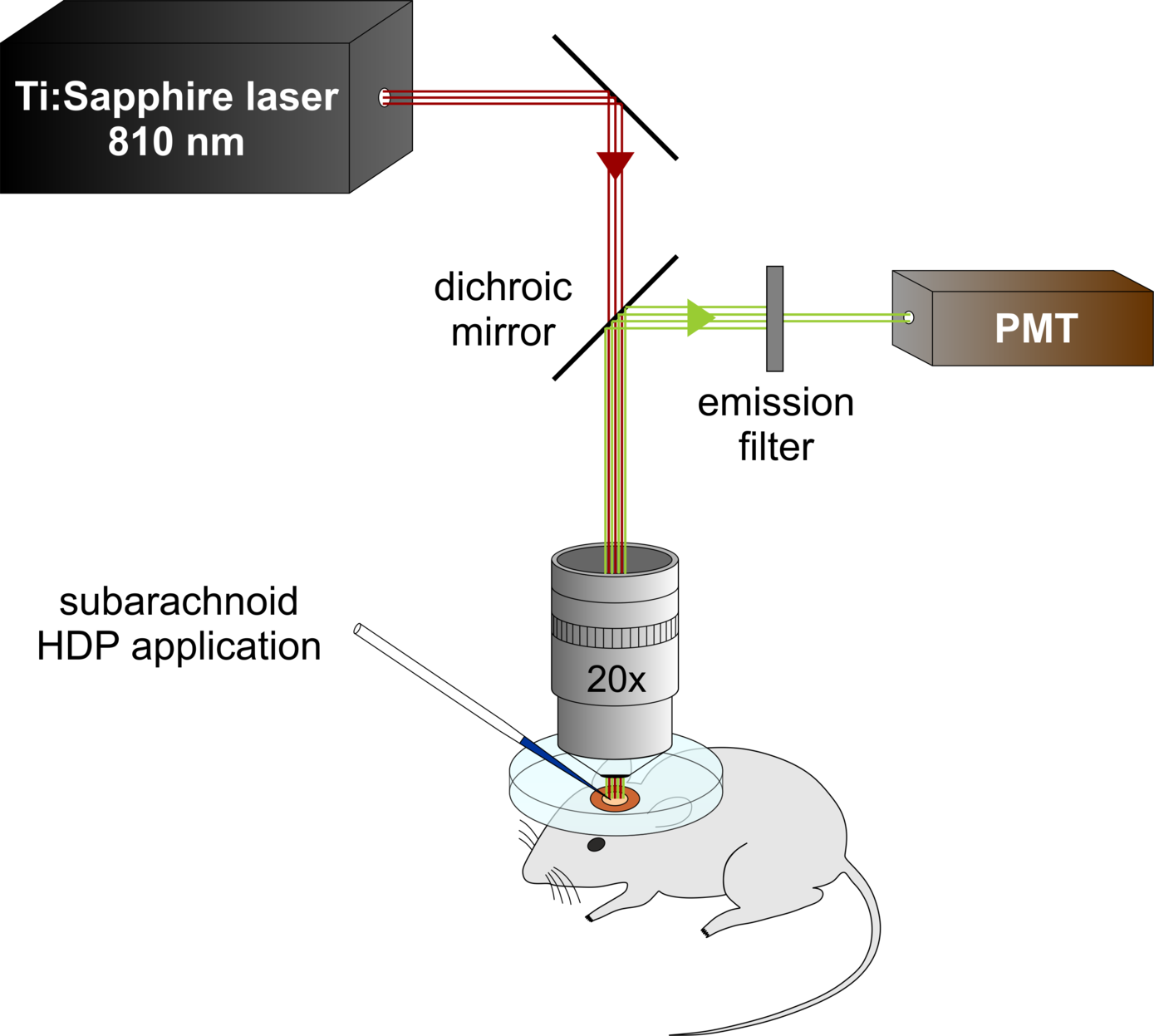 Bild 1: 2-Photon-Setup für die zerebrale Gefäßanalyse in vivo.