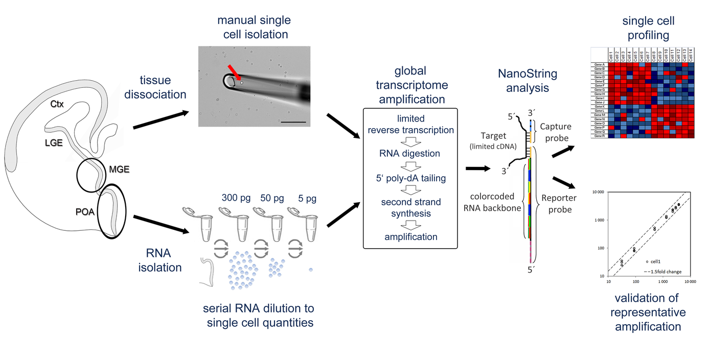 Figure 1: Schematic workflow of the experimental design for single cell transcriptome analysis. Embryonic tissue from MGE and POA neurogenic domains of the devleoping mouse telencephalon was used either directly for RNA isolation or as single cell preparations and subjected to global reverse transcription and amplification to generate global transcriptome cDNA libraries. NanoString was applied to validate the cDNA synthesis and amplification procedure regarding transcript representation and to profile transcriptomes of neuronal subtypes. MGE=medial ganglionic eminence. POA=preoptic area.