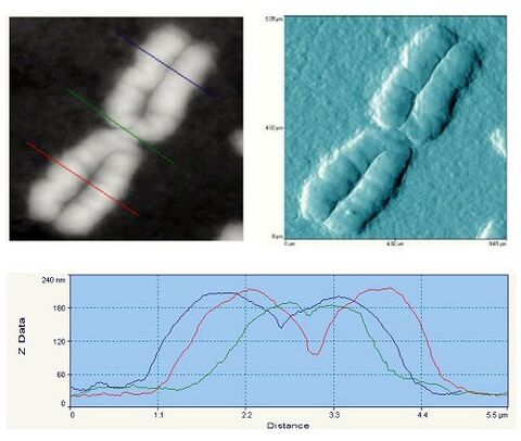 Darstellung eines menschlichen Chromosoms der Metaphase auf einem Glasträger.