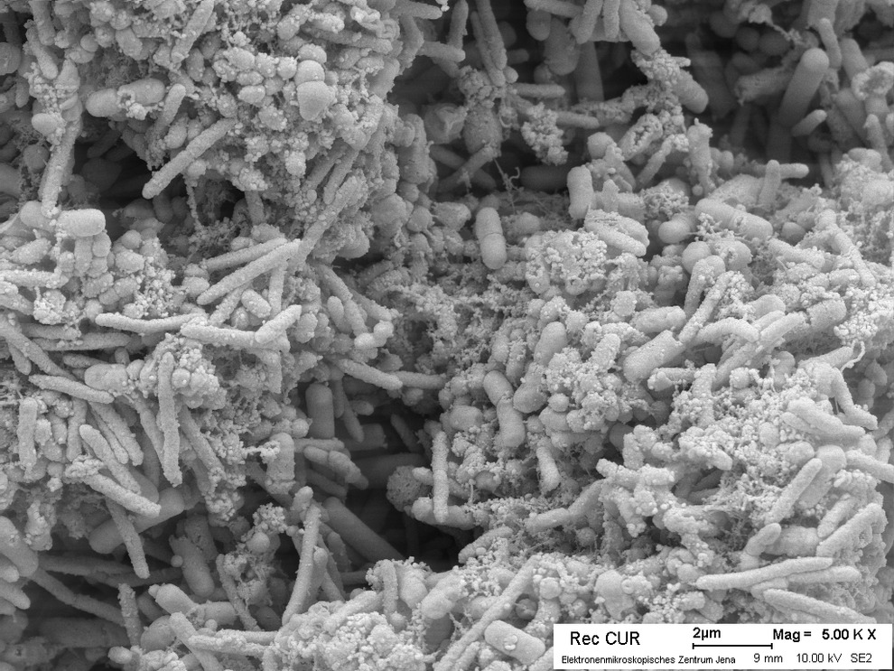 Bakterieller Biofilm