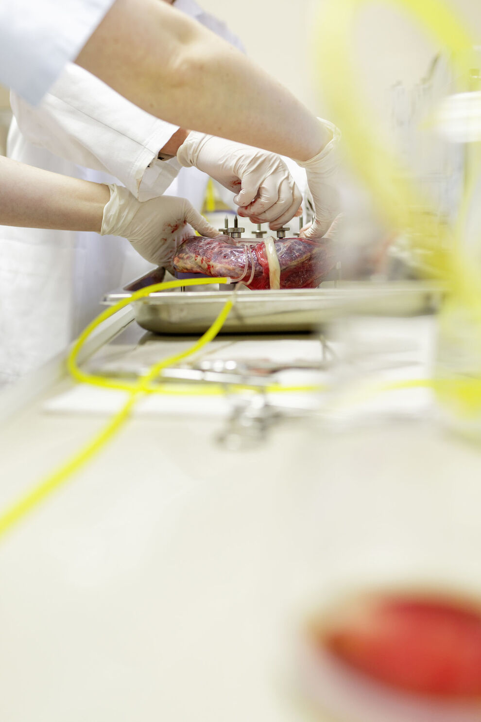 Im Placenta-Labor untersuchen PD Dr. Tanja Groten, Ärztin Sophia Johnson und Biologin Jana Pastuschek die hormonelle Zusammensetzung von Plazenten. Foto: Schroll