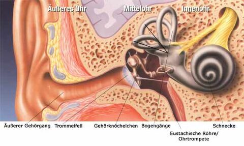 Bild des Ohres mit Bezug (äußeres, mittleres, Innen - Ohr)