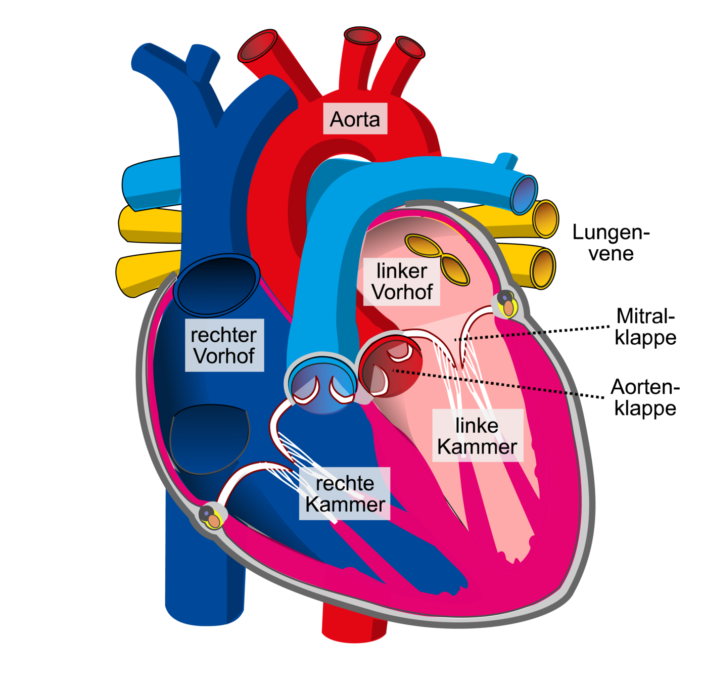 Schema des Herzens, die Aortenklappe trennt die linke Herzkammer von der Körperschlagader (Aorta)