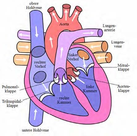 Blutgefäße und Klappen des menschlichen Herzens