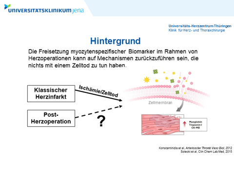 Die Grafik zeigt die Fragestellung der Studie: Die Freisetzung myozytenspezifischer Biomarker im Rahmen von Herzoperationen kann auf Mechanismen zurückzuführen sein, die nichts mit einem Zelltod zu tun haben.