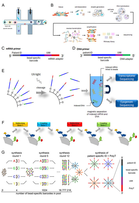 <b>Parallele Sequenzierung von Trankriptom und Epigenom von individuellen Zellen im Hochdurchsatz-Verfahren.</b> A, Schematische Darstellung des Prinzips des „Drop-Seq“ Verfahrens (modifiziert nach Macosko et al., 2015, Cell), Die Partikel, welche in Lysis-Reagenz suspendiert vorliegen, befinden sich im Zentralkanal, die Zellen treten über den oberen und unteren Kanal ein und werden mit dem Partikel in einem Tropfen eingeschlossen und dort lysiert. B, Heterogenes Gewebe wird zu Einzelzellen dissoziiert und im Droplet zusammen mit einem Mikropartikel mit individueller Primer-Sequenz eingeschlossen. Der „Barcode“ ist für alle Primer eines Mikropartikels gleich, aber einzigartig in Bezug auf die verschiedenen Mikropartikel. Nach Auflösung der Droplets können alle indizierten mRNA Fragmente amplifiziert und sequenziert werden. C, D, Aufbau des mRNA Primers (C) und DNA Primers (D), bestehend aus einer Patienten ID, dem Mikropartikel-spezifischem Barcode, der UMI (unique molecular identifier) und dem mRNA-Adapter (Poly-dT) beziehungsweise der DNA-Adapter-Sequenz. E, Schematische Darstellung zur Herstellung von Mikropartikeln, an die spaltbare DNA-Primer und nicht spaltbare mRNA-„Primer“ gekoppelt werden, die die gleiche spezifische Erkennungssequenz enthalten (siehe C und D). Nach Bindung der Primer an mRNA und DNA und der damit erfolgten Indizierung der Fragmente, kann die mRNA an den Mikropartikeln magnetisch von den DNA-Fragmenten separiert und beides unabhängig sequenziert werden. F, Die 2-fache Primersynthese wird über eine unabhängig kontrollierte Deblockierung und Kopplung von Basen an den mRNA- bzw. DNA-Primer realisiert, wodurch gleiche Sequenzen (Patienten ID und Mikropartikel-spezifischer Barcode) aber auch unterschiedliche Sequenzen (mRNA-Adapter bzw. DNA-Adapter) synthetisiert werden können. G, Schematische Darstellung des von Macosko et al. (2015) beschriebene „Split and Pool“ Verfahrens zur Generierung von spezifischen Erkennungssequenzen, die an Mikropartikel gekoppelt werden. Die Zuordnung der verschiedenen mRNA Spezies zu einer Zelle erfolgt nach Sequenzierung durch das Auslesen der zufällig generierten Erkennungssequenz.