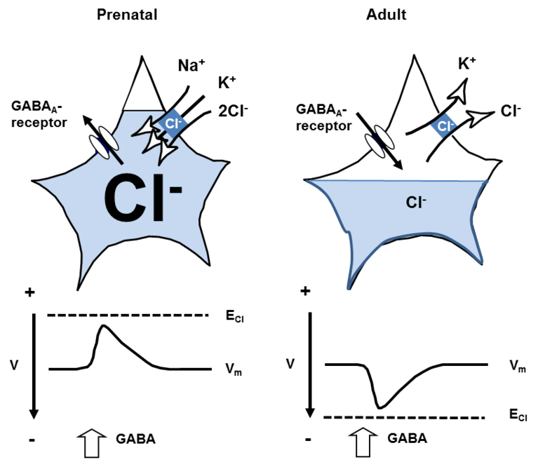 <b>Figure 1: GABA and Chloride homeostasis.</b> In immature neurons the intracellular Cl- concentration [Cl-]i is high because of NKCC1 mediated Cl- accumulation. Hence, opening of GABAA receptors results in an influx of Cl-. During development the incipient expression of KCC2 lowers [Cl-]I and renders GABA hyperpolarizing. The expression of KCl cotransporters can change in pathological conditions such as epilepsy, brain trauma or chronic pain, thus modulating GABAergic transmission.