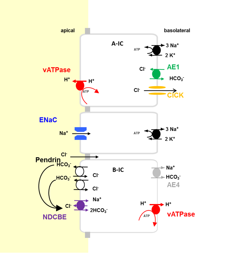 <b>Figure 2: Cell types and ion transport in the distal renal tubule.</b> Type A intercalated cells (A-ICs) secrete H+ via the apical V-type ATPase (vATPase). HCO3- is recovered basolaterally via the anion-exchanger AE1. In type B intercalated cells (B-ICs) the vATPase energizes NaCl uptake via the Pendrin/NDCBE system. 