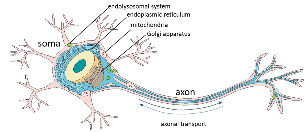 <b>Figure 3: Cellular functions relevant for axonal disorders.</b> Motoneurons and sensory neurons have particularly long axons, which are liable for neurodegeneration such as polyneuropathies or hereditary spastic paraplegia due to functional changes in mitochondria (red), ER (blue), Golgi (brown), the lysosomal/autophagic system (green) or intracellular transport.