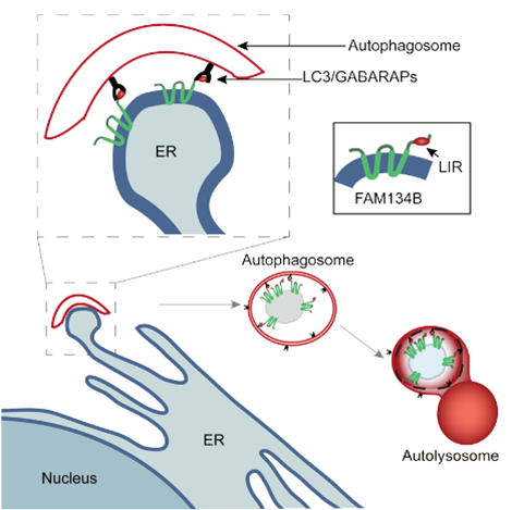 <b>Figure 4: Reticulophagy.</b> FAM134b loss-of-function mutations result in a neurodegenerative disorder.  FAM134B is an ER-resident receptor for LC3, which triggers ER-phagy thereby controlling ER turnover and ER size, which seems to be of special relevance for long term axonal maintenance (adapted from Khaminets et al., Nature 2015).