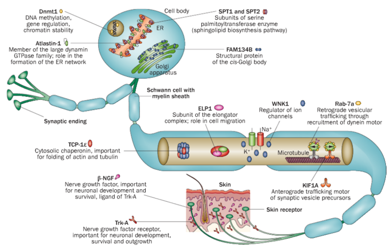 aus: Rotthier et al, Nat Rev Neurol (2012): Mechanismen der HSAN