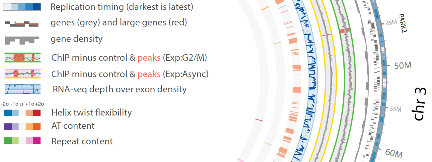 <b>Figure 1:</b> Genome-wide FANCD2 binding analysis, partially depicted circos plot of Gallus gallus chromosome 3 indicating replication timing, gene position, gene density, FANCD2 ChIP-seq results, transcription levels and DNA sequence features. One of the most significant peaks is residing in the PARK2 gene. (from Pentzold et al., 2017)