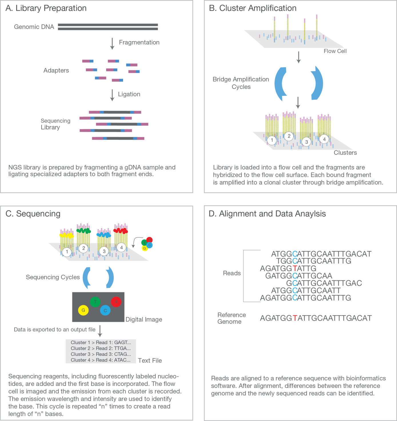 https://www.illumina.com/content/dam/illumina-marketing/documents/products/illumina_sequencing_introduction.pdf