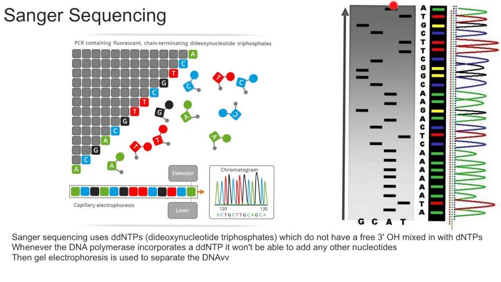 https://www.google.de/search?q=bilder+methode+sanger+sequencing&dcr=0&source=lnms&tbm=isch&sa=X&ved=0ahUKEwj48bvNrarZAhUHKOwKHcTJD9gQ_AUICigB&biw=1680&bih=930#imgrc=QR2KadGIQP1bAM: