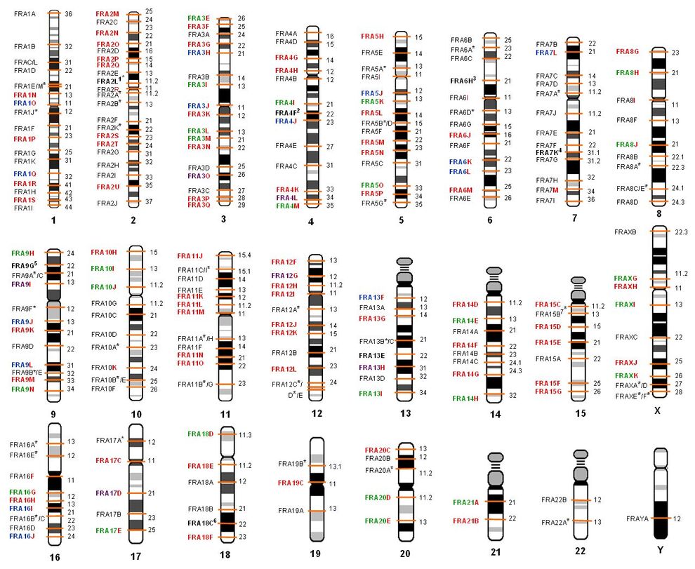 <b>Überblick über alle 230 bekannten CFS</b>. Jeweils links des Ideogramms die Nomenklatur, rechts die zytogenetische Bande. Rot unterlegt sind die durch unsere Arbeitsgruppe neu beschriebenen CFSs (Mrasek et al., 2010).