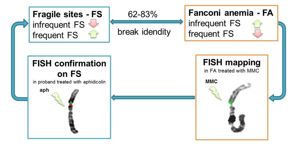 Übersicht über die Kartierungsstrategie von seltenen Fragile Sites in Fanconi-Anämie Zellen. MMC-Mitomycin C, aph-Aphidicolin.