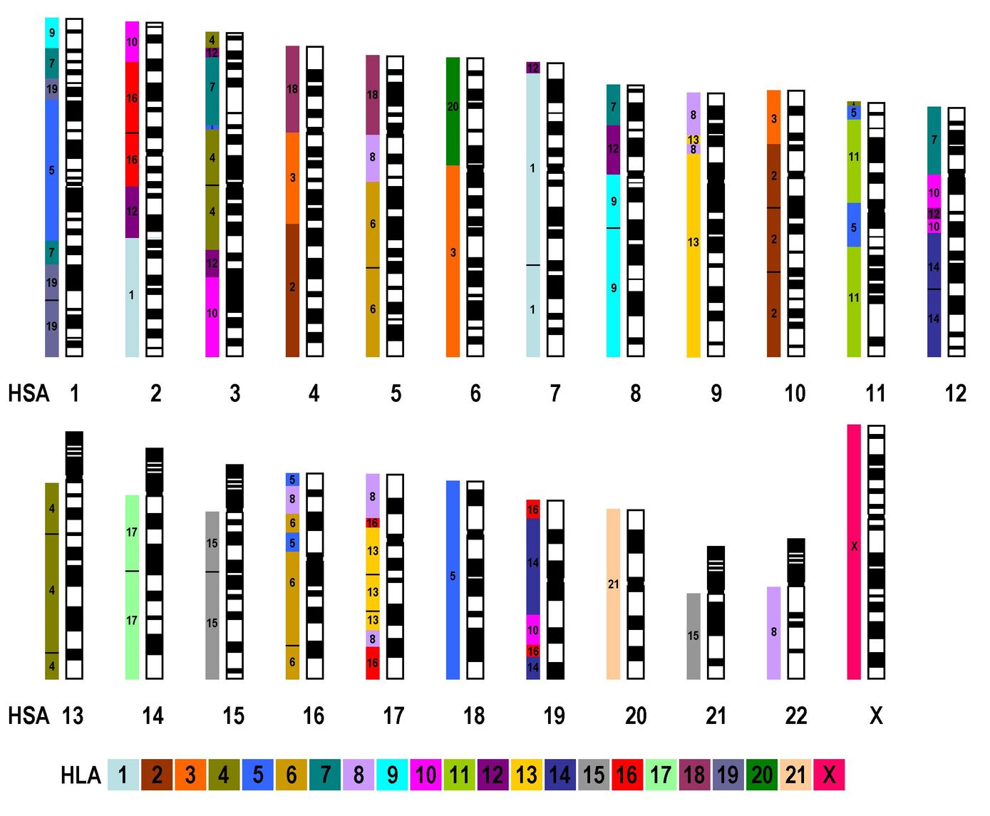 Schematisches HLA Karyogramm mit Orientierung der syntenen HSA Regionen (Weise et al., 2015).