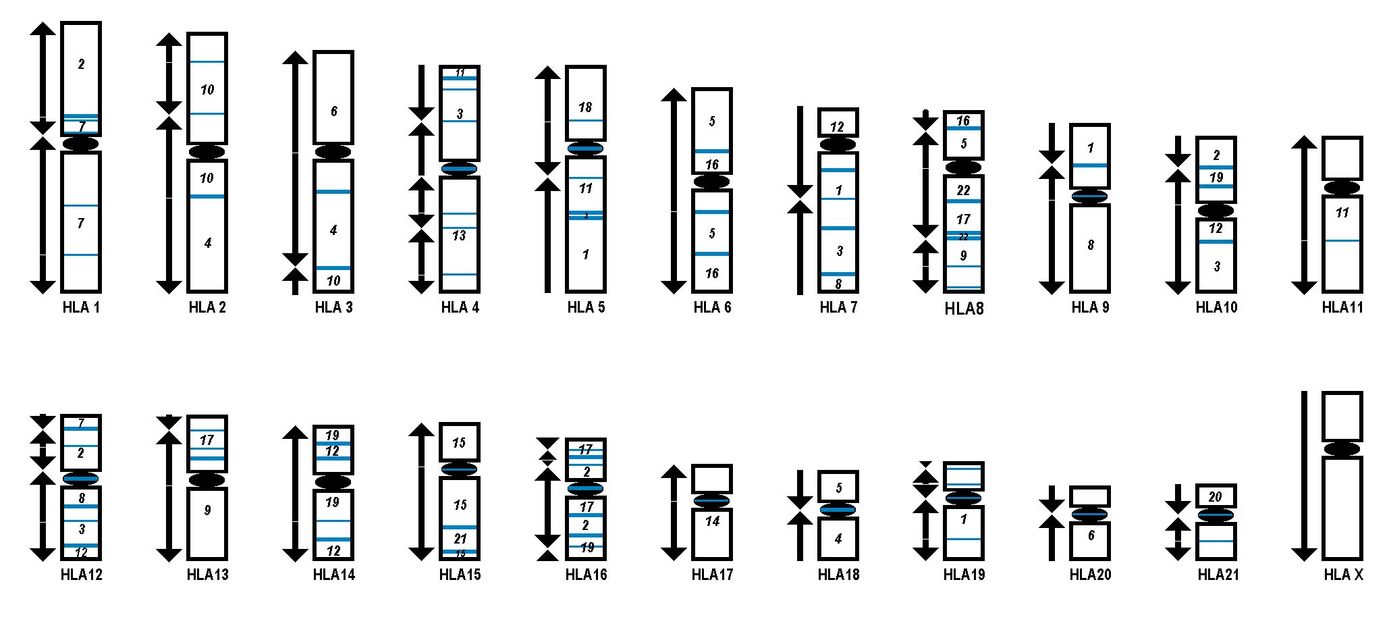 Schematische Darstellung der HLA-array-CGH Ergebnisse bezogen auf den humanen Karyotyp.