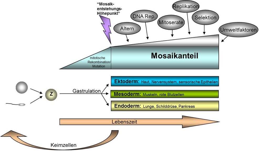 <b>Schematische Darstellung der Entstehung somatischer Kopiezahlvarianten- (CNV) Mosaike.</b> Durch postzygotische mitotische Rekombination kommt es in der frühen embryonalen Entwicklung zur Entstehung zahlreicher neuer CNVs. Mit Ausbildung der Keimblätter (Gastrulation) stabilisieren sich die Anteile des daraus resultierenden somatischen Mosaiks; DNA-metabolische Prozesse im Rahmen der Zellalterung, Mitoserate und andere selektionierende Faktoren können den Mosaikanteil im Verlauf des Lebens verändern. (nach Mkrtchyan et al., 2010a).