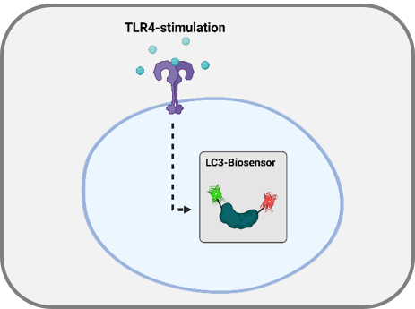 LC3 als Marker für Autophagie: ein FRET-basierter LC3-Biosensor.