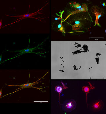 Microglia Immunopanning + culture