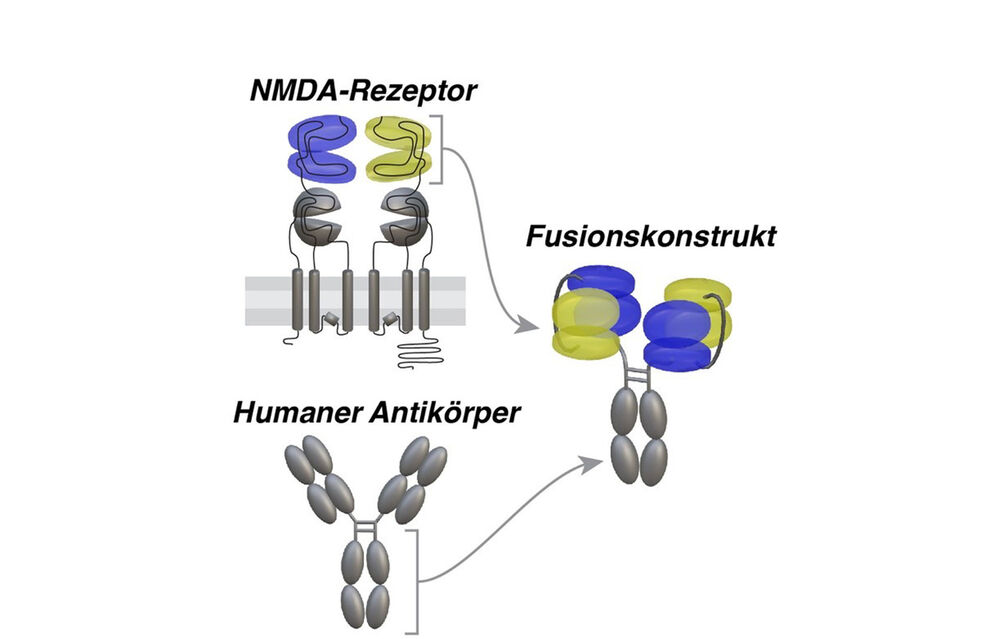 Struktur des Wirkstoffmoleküls gegen Autoimmune Enzephalitis: In blau und gelb sind Domänen des NMDA-Rezeptors hervorgehoben. Bildnachweis: Stefan Hallermann/Universität Leipzig