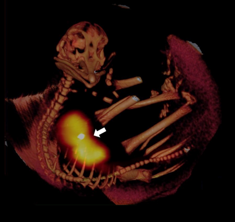 PET/CT eines leberspezifischen Radiopharmakons, appliziert in die Vene eines Straußenembryos. Das CT stellt die anatomische Struktur des Embryos dar, das PET visualisiert die Anreicherung des Pharmakons (Pfeil).