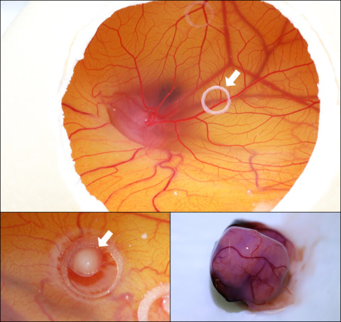 Durchblutete CAM eines Straußenembryos. In Silikonringen (oben, Pfeil) können Tumor-Xenografte angezüchtet werden (unten, Pfeil). Je nach Wachstumsdauer und Zelllinie kann die Größe der Tumore variieren. 