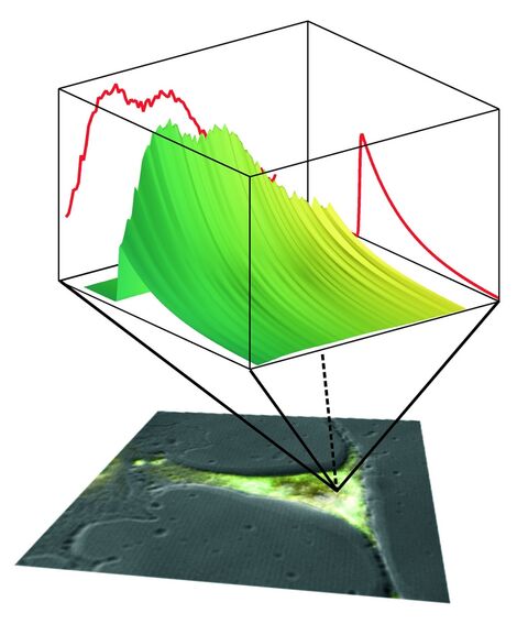 Fig 1: Multidimensional techniques allow to record not only the fluorescence intensity, but a variety of parameters for a voxel of the specimen. In this example fluorescence light emitted by the specimen was recorded with a high spectral and temporal resolution (Fig. from: Nat. Biotechnol. 22, VIII (2004)).