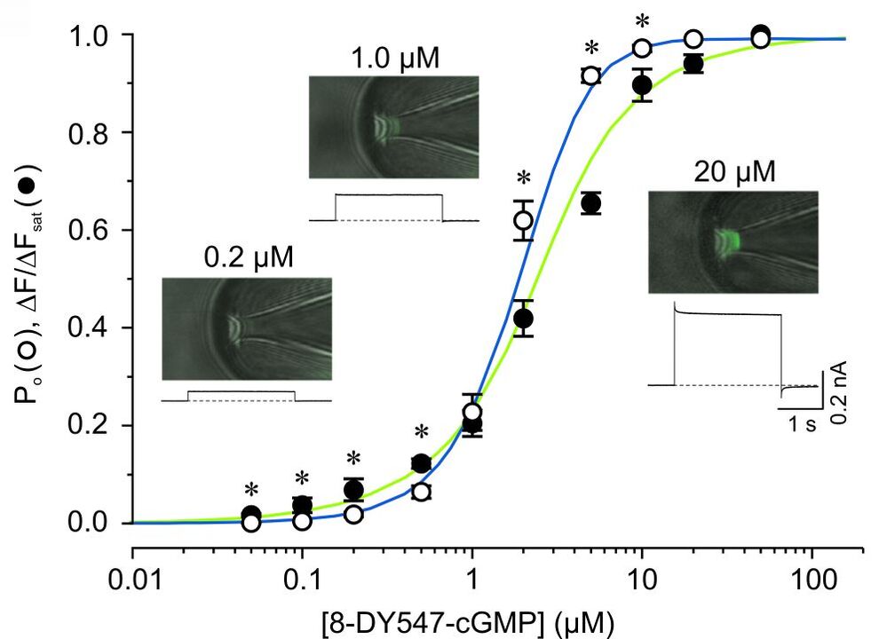 Figure 2: Plot of the specific binding of the fluorescently labelled ligand 8-DY547-cGMP (filled circles) and of the activation of CNGA2-channels (open circles) as a function of the 8-DY547-cGMP concentration. The data were normalized to the respective values at 50 mM 8-DY547-cGMP (Fig. from: Biskup et al., Nature 446, 440-443 (2007)).