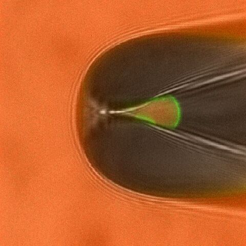 Abb.1: Konfokale Aufnahme einer Patch Pipette mit einem Membranfleck, der durch cyclische Nukleotide gesteuerte Kanäle (CNGA2-Kanäle) enthält. Bindung des mit dem Fluoreszenzfarbstoff DY547 markierten Liganden cGMP färbt die Membran grün. Die Lösung ist mit dem roten Farbstoff DY647 markiert. (Abb aus: Nature 446, 440-443 (2007)).