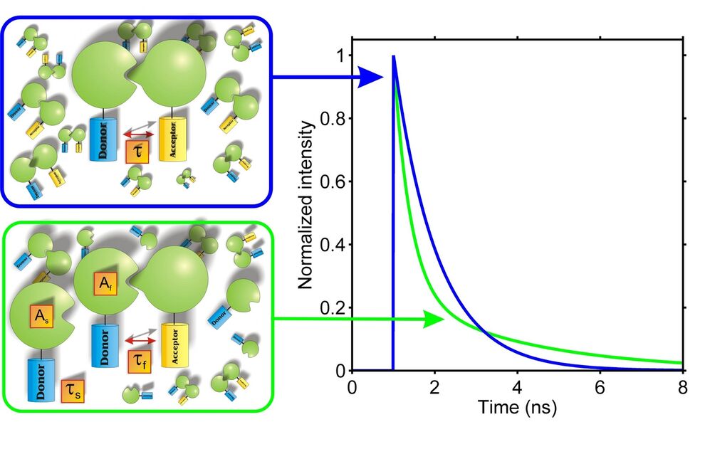 Abb. 2: Interpretation multiexponentieller Fluoreszenzabklingkurven. Im Gegensatz zu Intensitäts-basierten Messungen der FRET-Effizienz ist es mit Hilfe von Fluoreszenz­lebensdauermessungen möglich, zwischen interagierenden und nicht-interagierenden Subpopulationen zu unterscheiden. Das dargestellte Beispiel verdeutlicht dies. In dem Fall, dass alle Donor-Moleküle mit einem Akzeptor-Molekül assoziiert sind (links oben), beobachtet man (bei Wahl geeigneter Donorfluophore) nur einen monoexponentiellen Fluoreszenzabfall (blaue Kurve). Wenn nur ein Teil der Donormoleküle assoziiert ist (links unten), existieren hingegen zwei verschiedene Donormolekülpopulationen. Die Fluoreszenzlebensdauer der Moleküle, die an einen Akzeptor gebunden sind, ist  durch FRET verkürzt, während die Fluoreszenzlebensdauer der ungebundenen Moleküle den Kontrollwerten entspricht. Entsprechend lässt sich ein biexponentieller Fluoreszenzabfall beobachten (grüne Kurve). Nur durch Fluoreszenzlebensdauermessungen lässt sich zwischen beiden Fällen unterscheiden. Bei Fluoreszenzintensitätsmessungen wird hingegen nur das Integral über die Kurve bestimmt.