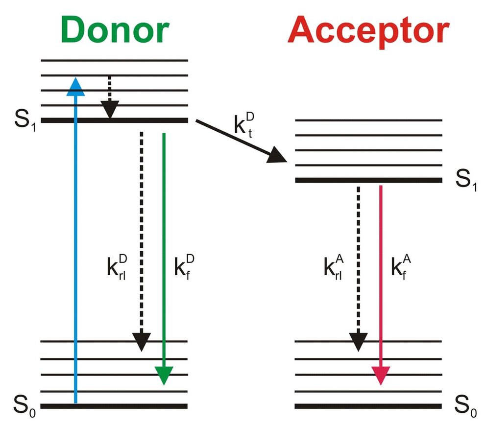 Figure 1:  Jablonski scheme of Förster Resonance Energy transfer (FRET). FRET occurs when a donor fluorophore is brought into close vicinity (< 10 nm) of an acceptor fluorophore. In this case, the donor can transfer its excitation energy to the acceptor, which in turn can emit a part of its excitation energy as fluorescence light (Fig from: Biskup et al., Microsc. Res. Tech. 70, 442-451 (2007)).