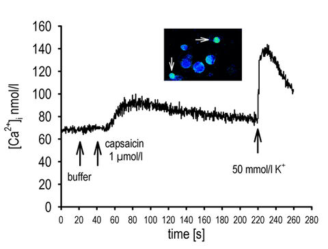 Abb. 4: Veränderung der intrazellulären Kalziumkonzentration durch Aktivierung des hitzeaktivierbaren Rezeptors TRPV1 durch Capsaicin. Das Foto zeigt zwei Neurone, deren intrazelluläre Kalziumkonzentration nach Zugabe von Capsaicin zunimmt (Pfeile).