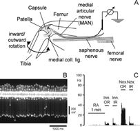 Abb. 1:  A Schematische Darstellung des Kniegelenkes mit Nervenfasern aus Knie, Unterschenkel und Oberschenkel,  B Oszillographische Abbildung von Aktionspotentialen, C  Peristimulushistogramme der Aktionspotentiale einer Nervenfaser bei Ruheaktivität (RA), nichtnoxischer Innen- bzw. Außenrotation (Inn. IR/ Inn. Or) und noxischer Innen- bzw. Außenrotation (Nox. IR/ Nox. OR).   Modif. aus Brenn et al., Arthritis & Rheumatism, 56 (2007) 351-359.