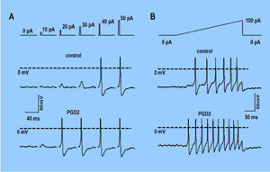 Abb. 2: Whole-cell-Ableitung an DRG-Zellmembran.   Typische Aktionspotentiale und deren Modulation durch PGD2 (A,B; unten).