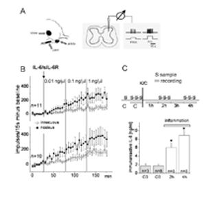 Abb. 1:  A Schematische Darstellung des Versuchsvorgehens. Knie, Sprunggelenk und Pfote der Ratte sind die Reizorte für standardisierte Druckreize (links). Ein Neuron mit Eingang vom Kniegelenk wird im Rückenmark gesucht. Neuronale Antworten auf nicht-schmerzhafte und schmerzhafte Druckreize werden aufgezeichnet. B Beispiel für eine elektrophysiologische Ableitung neuronaler Aktivität aus dem Rückenmark. Jeder Punkt stellt die normierte, aus mehreren Experimenten gemittelte Anzahl der auf einen Reiz erfolgten Aktionspotentiale dar. Nach 30 min wurde das Zytokin IL-6 in Kombination mit seinem löslichen Rezeptor spinal appliziert. C Schema: Darstellung der Probenentnahme aus dem Rückenmarküberstand vor und bis zu vier Stunden nach einer Kniegelenkentzündung (K/C). Die Auswertung der Proben mit EIA zeigt, dass die IL-6 Konzentration 2-4 Sunden nach dem Beginn der Gelenkentzündung um das 3-4 fache ansteigt.