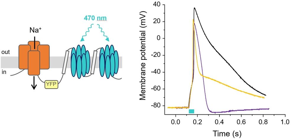 Triggering of light-induced APs in Xenopus oocytes. The figure on the left shows the structure of one of our Nav/ChR2 fusion constructs (red – Nav channel, blue – ChR2 coupled as a dimer). The figure on the right shows three light-induced APs that were obtained after expression of the fusion construct alone (black line) and after co-expression of two delayed rectifier Kv channels (yellow line - Kv1.2, violet line - hERG). The blue bar represents the 30 ms light puls.