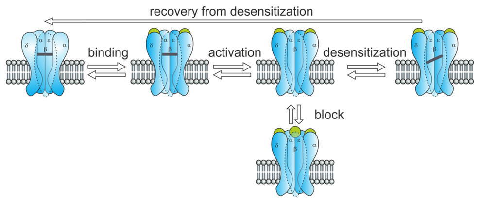 Scheme of possible activation states and transitions between them