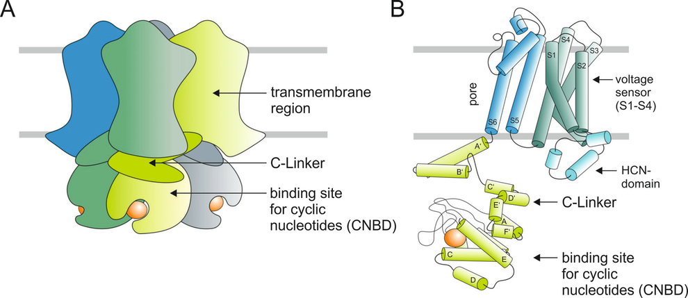 Schematic illustrations of CN-modulated ion channels.
(A) Scheme of a whole channel composed of four subunits. The four subunits are surrounding a central cation-selective pore. Each homo- and heteromeric channel carries four binding sites for cyclic nucleotides (CNBD). The CNBD is connected to the transmembrane region via a so-called C-linker.
(B) Scheme of a single subunit composed of four transmembrane domains S1 to S6. The ion-conducting pore with the selectivity filter is formed by S5 and S6 and the loop between them. The illustration follows the structural information published by Lee and MacKinnon, 2017.