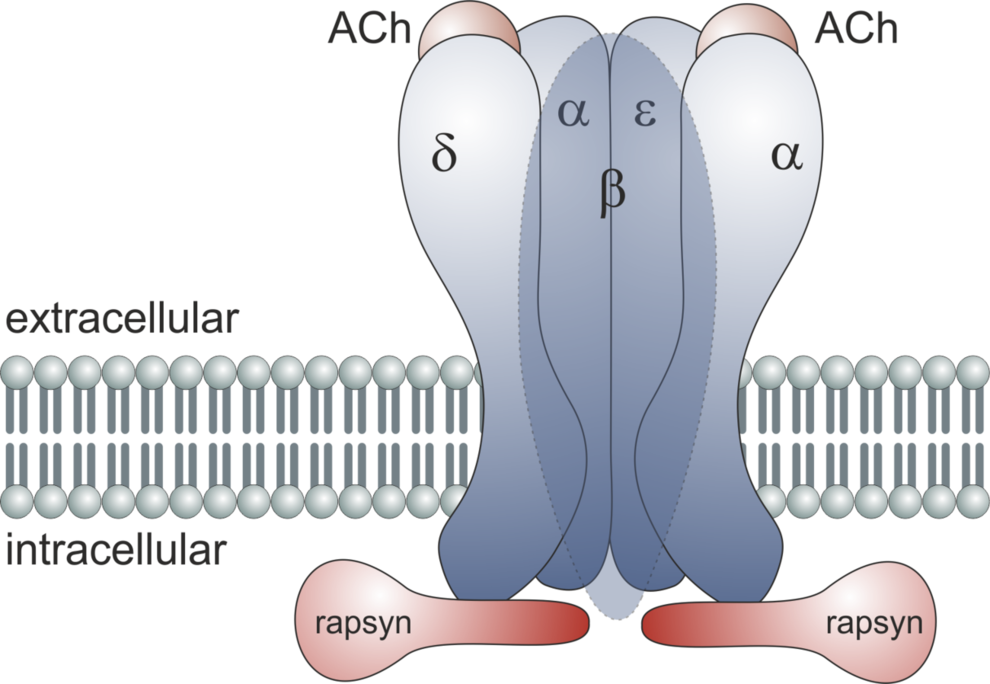 Schematic illustration of an adult muscle-type nicotinic acetylcholine receptor. Rapsyn is a structure proteine, responsible for arranging the receptors in ordered cluster within the membrane.